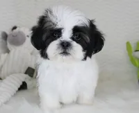 Princess, a female Shih Tzu for sale in Littlerock, CA – 1 of 4