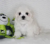 Toy size Fluffy, a male Maltese for sale in Littlerock, CA – 4 of 4