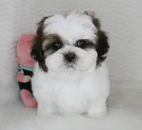Cookie, a male Shih Tzu for sale in Littlerock, CA – 2 of 4