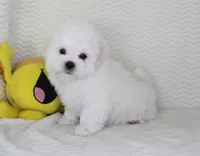 Toy size Teddy bear, a male Maltese for sale in Littlerock, CA – Photo 3 of 4