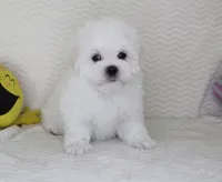 Toy size Teddy bear, a male Maltese for sale in Littlerock, CA – Photo 2 of 4