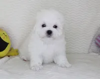 Toy size Teddy bear, a male Maltese for sale in Littlerock, CA – Photo 1 of 4