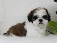 Brownie, a male Shih Tzu for sale in Littlerock, CA – 4 of 4
