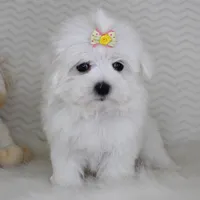 Toy size Snowie, a female Maltese for sale in Littlerock, CA – 2 of 4