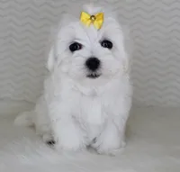 Toy size lilia, a female Maltese for sale in Littlerock, CA – 2 of 3
