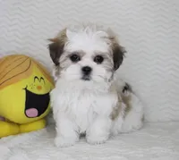 Emma, a female Shih Tzu for sale in Littlerock, CA – Photo 3 of 4