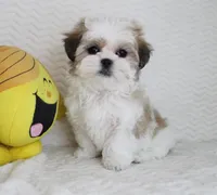 Emma, a female Shih Tzu for sale in Littlerock, CA – Photo 1 of 4