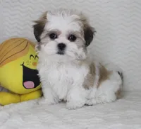 Emma, a female Shih Tzu for sale in Littlerock, CA – Photo 4 of 4