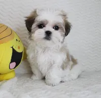 Emma, a female Shih Tzu for sale in Littlerock, CA – Photo 2 of 4