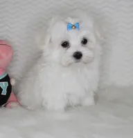 Toy size Teddy bear, a male Maltese for sale in Littlerock, CA – 3 of 4