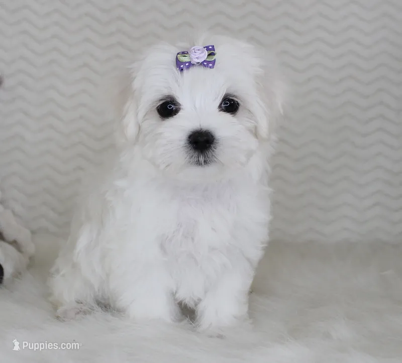 Toy size Fluffy – Maltese puppy for sale in Littlerock, CA