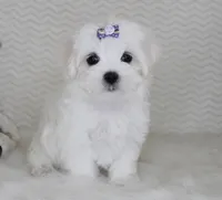Toy size Fluffy, a male Maltese for sale in Littlerock, CA – 1 of 4