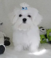 Toy size Snowie, a male Maltese for sale in Littlerock, CA – 2 of 4