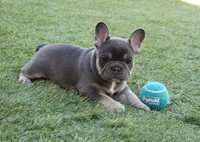 Lilac tan princess, a female French Bulldog for sale in Littlerock, CA – 2 of 4