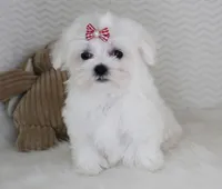 Toy size Princess, a female Maltese for sale in Littlerock, CA – 2 of 4