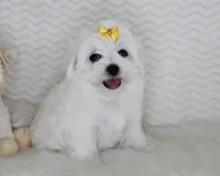 Toy size lilia, a female Maltese for sale in Littlerock, CA – 3 of 3