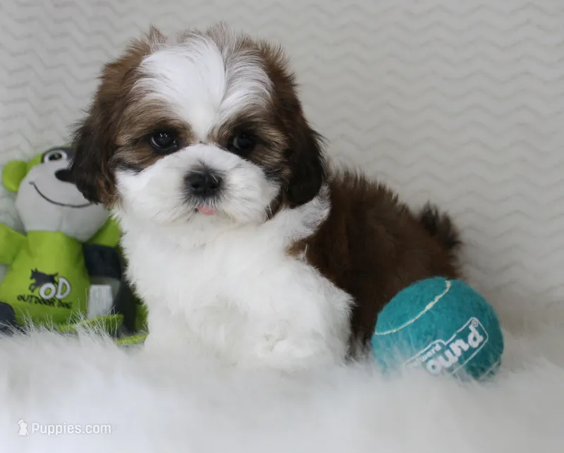 Brownie – Shih Tzu puppy for sale in Littlerock, CA