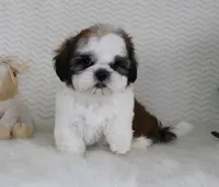 Brownie, a male Shih Tzu for sale in Littlerock, CA – 1 of 4