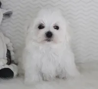 Teddy bear, a male Maltese for sale in Littlerock, CA – 2 of 4