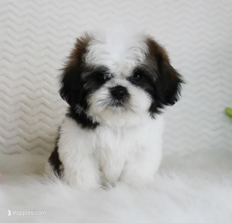 Cream – Shih Tzu puppy for sale in Littlerock, CA