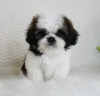 Cream, a female Shih Tzu for sale in Littlerock, CA – 1 of 4