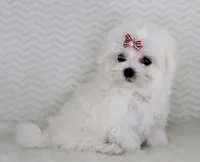 Toy size Princess, a female Maltese for sale in Littlerock, CA – 4 of 4