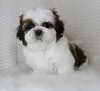 Cookie, a male Shih Tzu for sale in Littlerock, CA – 3 of 4