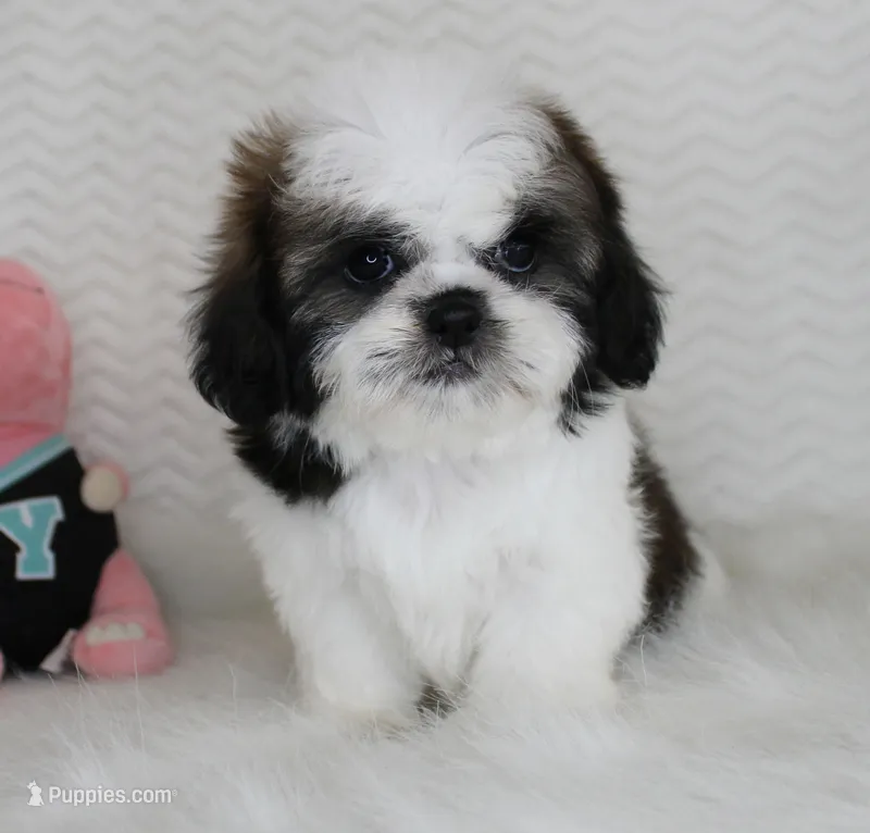 Cream – Shih Tzu puppy for sale in Littlerock, CA