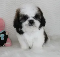 Cream, a female Shih Tzu for sale in Littlerock, CA – 4 of 4