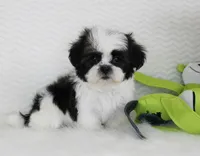 Princess, a female Shih Tzu for sale in Littlerock, CA – 4 of 4