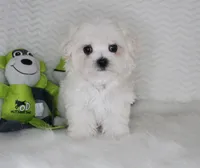 Toy size Fluffy, a male Maltese for sale in Littlerock, CA – 2 of 4