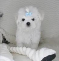 T cup prince, a male Maltese for sale in Littlerock, CA – 4 of 4