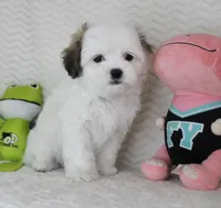 Princess, a female Mal Shi for sale in Littlerock, CA – 3 of 4