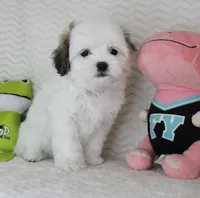 Princess, a female Mal Shi for sale in Littlerock, CA – 4 of 4