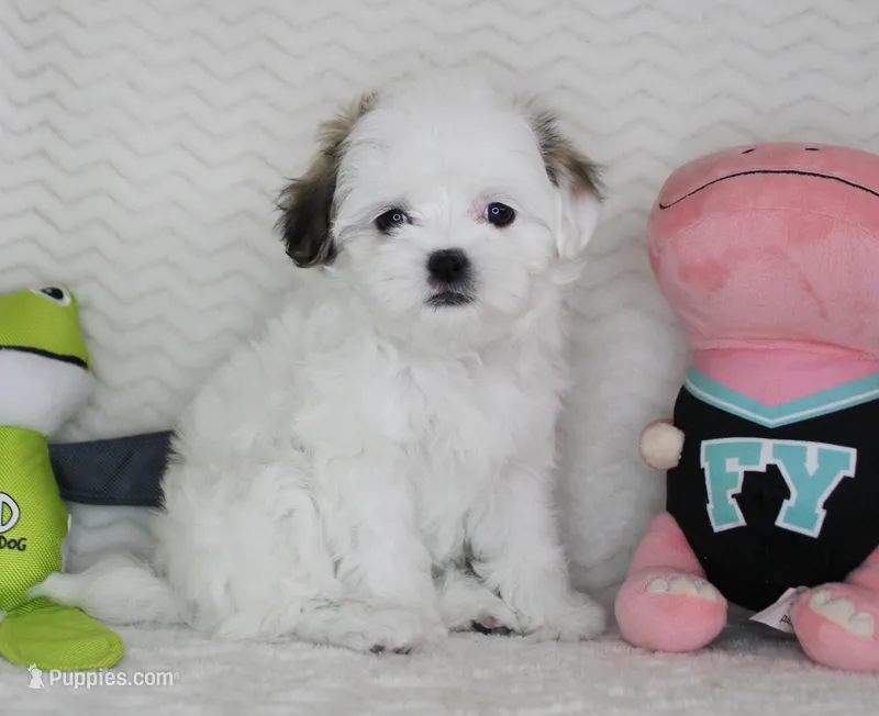 Princess – Mal Shi puppy for sale in Littlerock, CA