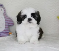 Cookie, a male Shih Tzu for sale in Littlerock, CA – Photo 1 of 4