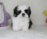 Cookie, a male Shih Tzu for sale in Littlerock, CA – Photo 2 of 4
