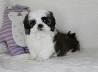Cookie, a male Shih Tzu for sale in Littlerock, CA – Photo 4 of 4