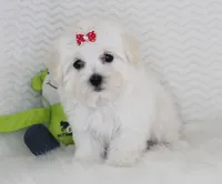 Ellie, a female Maltese for sale in Littlerock, CA – 2 of 4