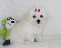 Ellie, a female Maltese for sale in Littlerock, CA – 4 of 4