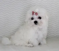 Toy size Princess, a female Maltese for sale in Littlerock, CA – 3 of 4