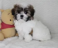 Bella, a female Shih Tzu for sale in Littlerock, CA – Photo 2 of 4