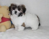 Bella, a female Shih Tzu for sale in Littlerock, CA – Photo 3 of 4