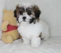 Bella, a female Shih Tzu for sale in Littlerock, CA – Photo 4 of 4