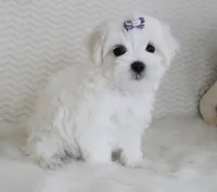 Toy size Fluffy, a male Maltese for sale in Littlerock, CA – 4 of 4