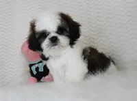 Cream, a female Shih Tzu for sale in Littlerock, CA – 3 of 4