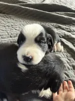 Mereoleona , a female Australian Shepherd and Miniature American Shepherd for sale in Pasco, WA – 4 of 9