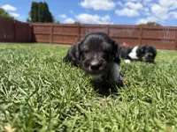 Ace, a male Australian Shepherd and Miniature American Shepherd for sale in Pasco, WA – 4 of 7