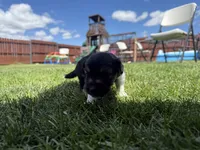 Nami, a female Australian Shepherd and Miniature American Shepherd for sale in Pasco, WA – 3 of 7