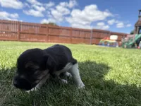 Nami, a female Australian Shepherd and Miniature American Shepherd for sale in Pasco, WA – 5 of 7